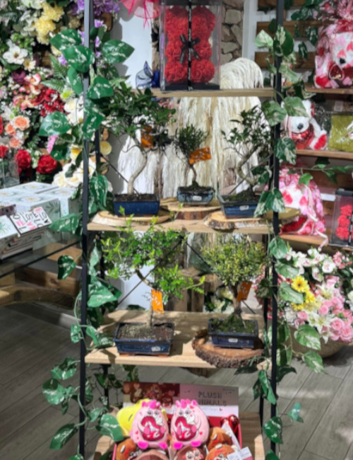 Comprar plantas en Salamanca