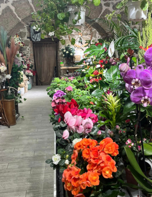 Plantas para regalar