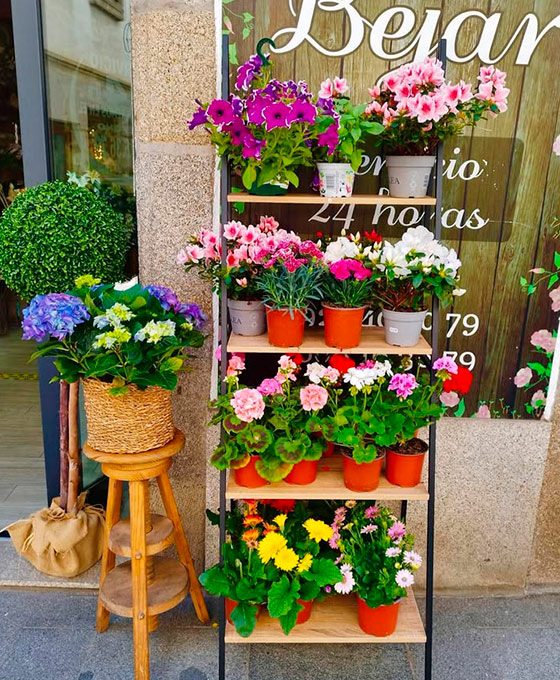 Plantas de decoración